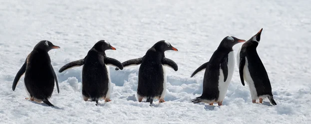 雪の中を歩くペンギンたち