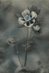 青いヴィンテージの花