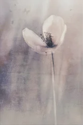 繊細な蝶の花