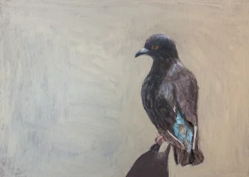 黒い鳩の肖像
