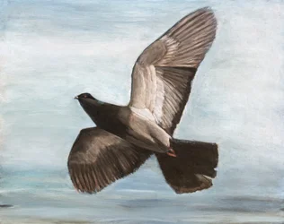 優雅な鳩の飛翔