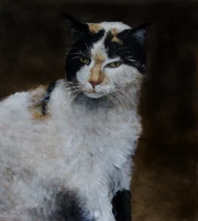 警戒心の強い三毛猫