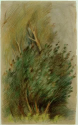Tucheler Heide（森林調査）