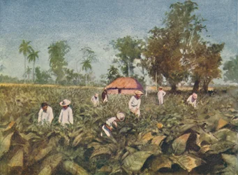 タバコ農園、キューバ、1916