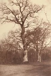 木の研究、Bois de Boulogne