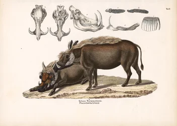 アエリアンのイボイノシシと頭蓋骨の解剖学