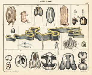 クラゲ種の解剖学。 1841年（リトグラフ）