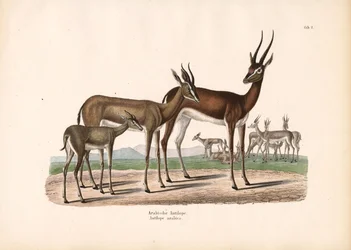 半砂漠のアラビアオリックス