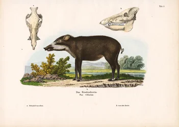 解剖学的ディテールのバンド豚