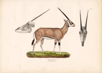 スカル・ビューのベイサ・オリックス