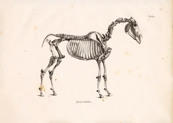 馬の骨格
