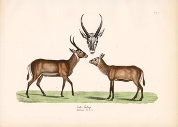 コバ・アンテロープ