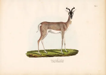 ソメリングガゼル