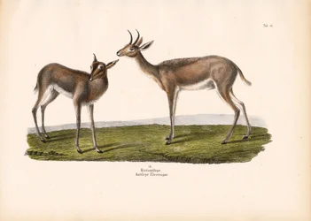 サザン・リードバック