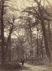 森の情景、c. 1865年。
