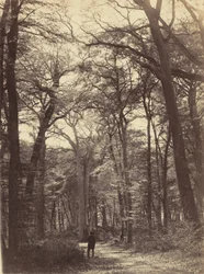 森の風景,c.1865年（写真）