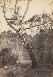 白樺の木の研究、バルビゾン、1860 年代から 1870 年代。