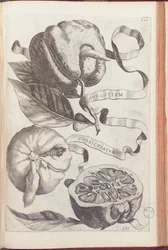Giovanni Battista Ferrariによる「Hesperus、熱力学Aureorum文化と実践Quatuorの両方」からのホームオレンジプレート409、1646