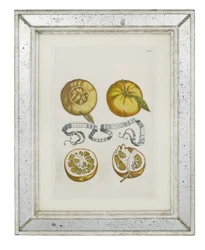 Oranges、Giovanni Battista Ferrariによる「Hesperus、熱力学Aureorum文化と実践Quatuorの両方」からのプレート405、1646
