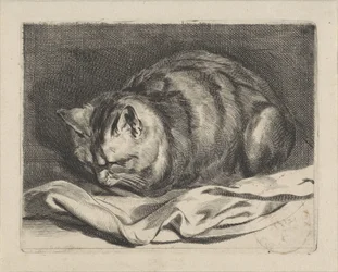 子猫