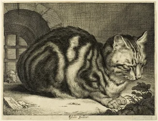大きな猫
