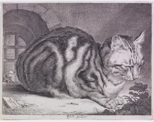 大きな猫