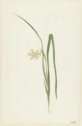 虹彩