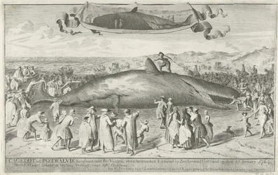 エグモンド・アーン・ゼーに座礁したマッコウクジラ、1764年 Cagelot または Potwhale、長さ約 60 フィート、Egmond op Zee Alive のすぐ北 1764 年 2 月 15 日に立ち往生。3 月 1 日にオークションで 810 Guldens (オブジェクトのタイトル) で売却
