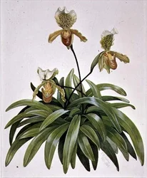 PD.412-1973 ネパール産レディースリッパーオーキッド (Paphiopedilum insigne)
