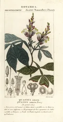 ビター、ビターアッシュ、ビターウッド、ビッグマン、カシア アマーラ