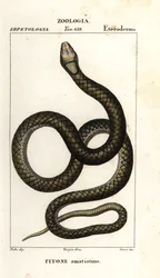 アメジスチン パイソン、シマリア amethistina
