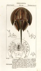 大西洋カブトガニ、Limulus polyphemus