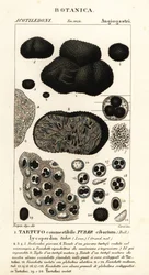 黒トリュフ、Tuber melanosporum (食品イモ、食用トリュフ、リコペルドンイモ)