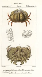 ハコガニとアエトラガニ