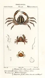 剛毛ガニ、Pilumnus hirtellus 1、水色の兵隊ガニ、Mictyris longicarpus 2、エンドウガニ、Pinnotheres pisum 3