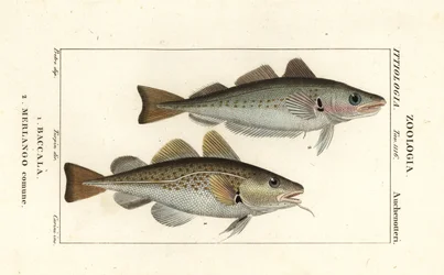 タラ、Gadus morhua、Baccala 1、ホワイティング、Merlangius merlangus、Merlango comune 2