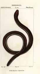 イクチオフィス・グルチノサス（Ichthyophis glutinosus）