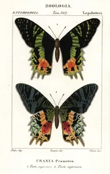 東アフリカ サンセット ガ、Chrysiridia croesus