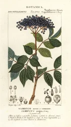 ヨーロッパの黒エルダーベリー、Sambucus nigra、黒または一般的なニワトコ
