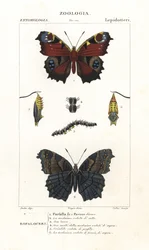 ヨーロッパクジャクチョウ、Aglais io