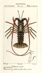 ヨーロッパの伊勢海老、Palinurus elephas