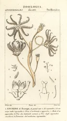 絶滅したウミユリ Encrinus、Encrino dEuropa