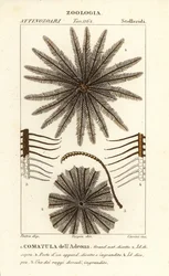 フェザースターウミユリ、Oligometrides adeonae、Comatula adeonae、Comatula dellAdeona