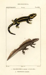 ファイアサラマンダー、Salamandra salamandra 1、カンムリイモリ、Triturus cristatus (絶滅危惧種) 2