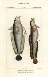 Forkbeard、Phycis phycis 1 および Fivebeard rockling、Ciliata mustela
