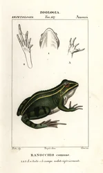 緑のカエル、Pelophylax kl esculentus