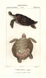 アオウミガメ、Chelonia mydas 絶滅危惧種