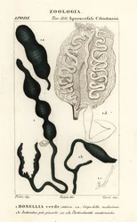 グリーンスプーンワーム、Bonellia viridis