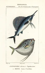 インド太平洋バショウカジキ Istiophorus platypterus 1 とムーンフィッシュ Mene maculata 2