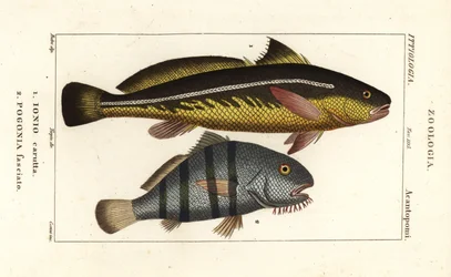 Karut croaker、Johnius carutta、Ionio carutta 1、ブラックドラム、Pogonias cromis、Pogonias fasciatus、Pogonia fasciato 2